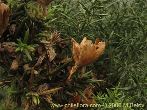 Imágen de Ulex europaeus (Corena / Espinillo / Yáquil). Haga un clic para aumentar parte de imágen.